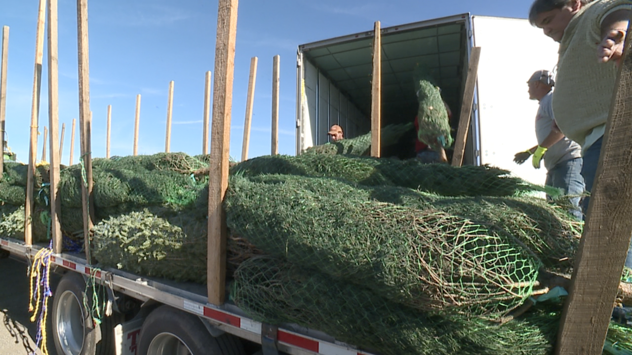 What's behind the Christmas tree shortage? Christmas Tree Shortage